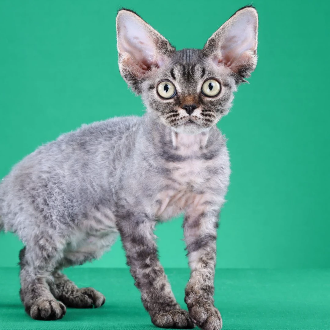 来了姊妹-棕虎斑德文猫 弟弟 18