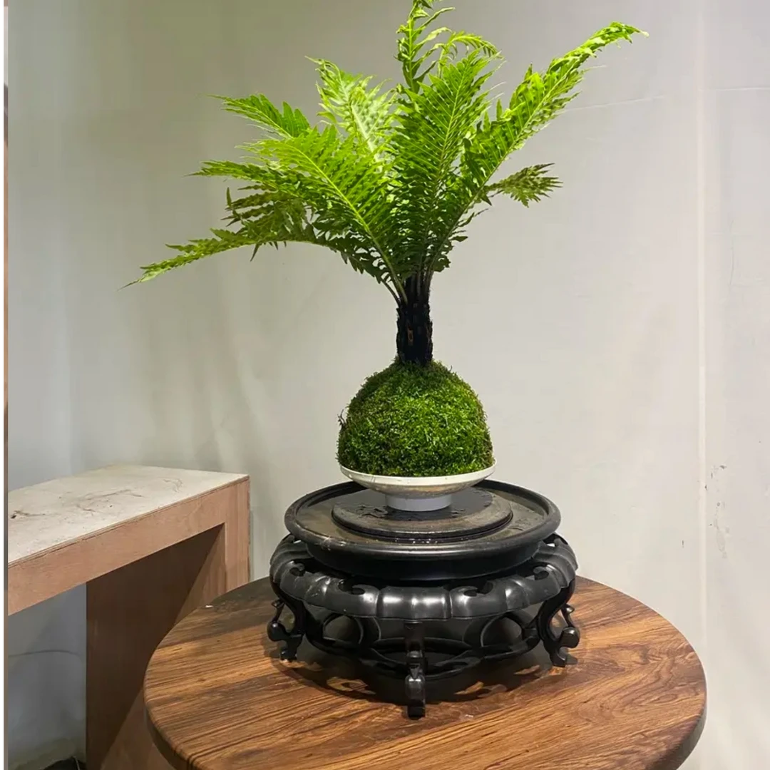 带桩苔藓球富贵蕨茶台室内绿植镇旺宅财别墅或公司高端景观绿植物