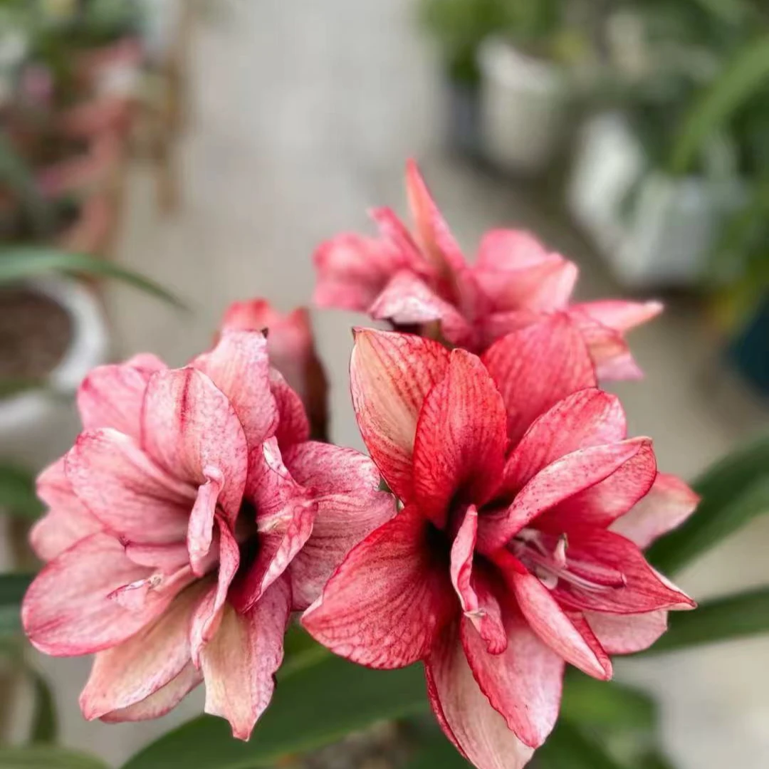 台朱朱顶红 幻影朱顶红种球 重瓣大花种球