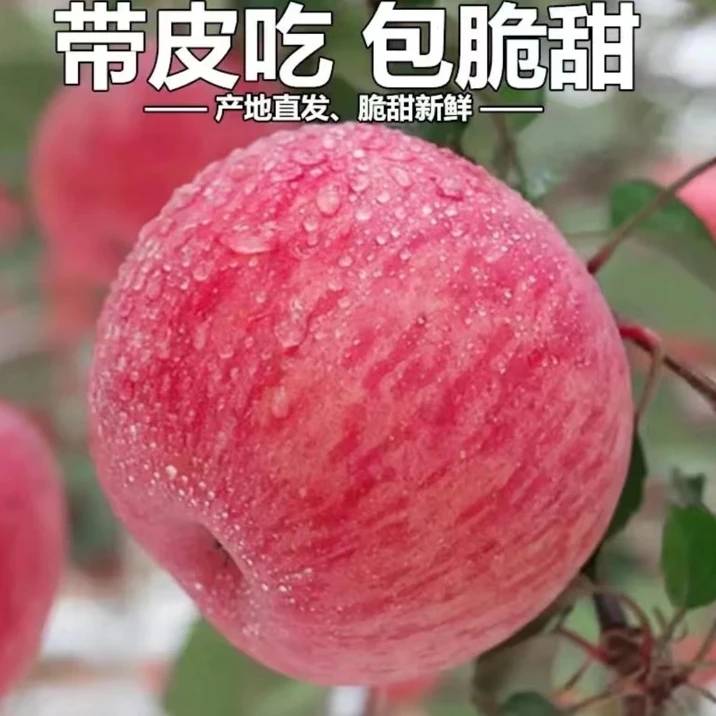 小张家果园 正宗烟台栖霞红富士苹果脆甜多汁小孩孕妇带皮放心吃