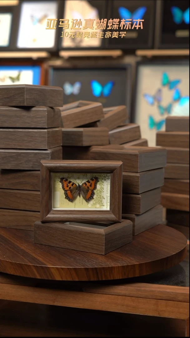 冰箱贴标本摆件d554