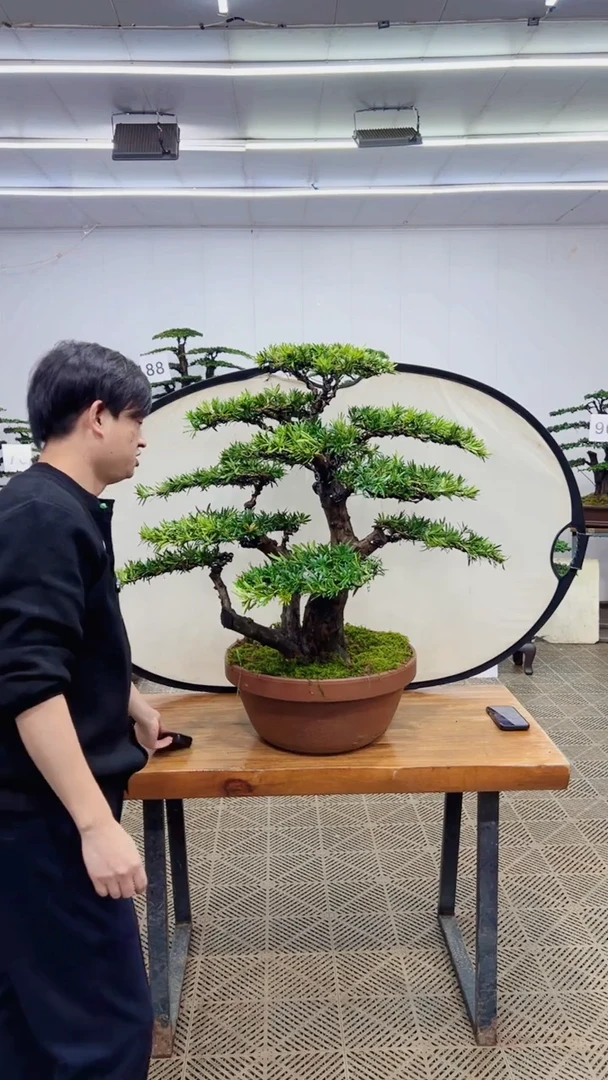 无花朵一物一拍一物一拍