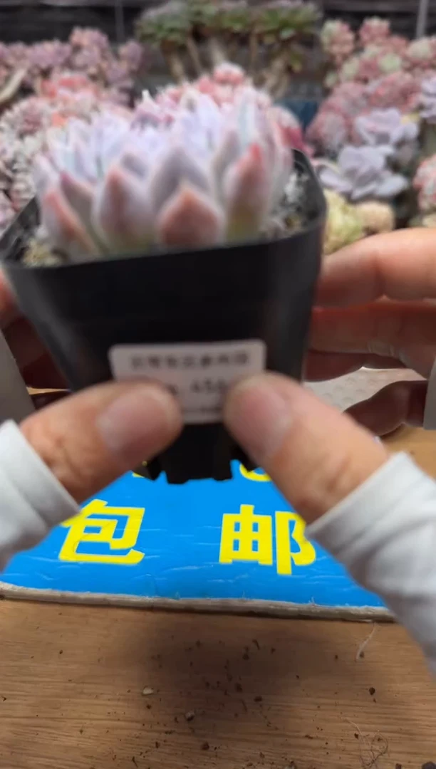 东云多肉园二店-456