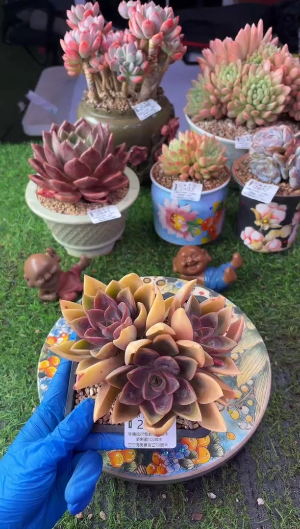 昆明印象多肉2642