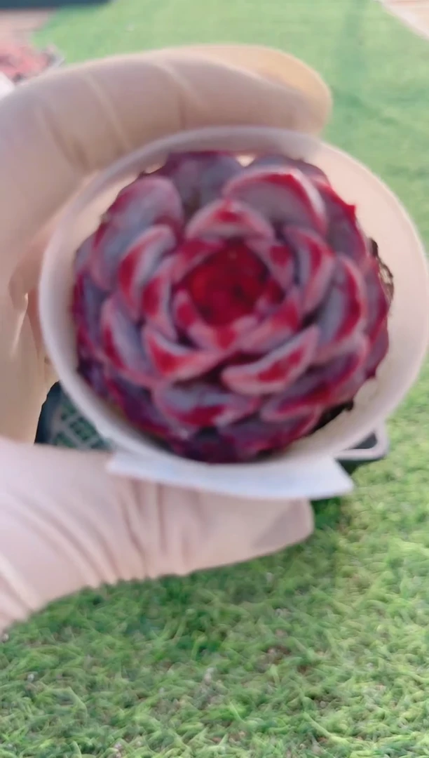 【闪购商品】梦会多肉一物一拍