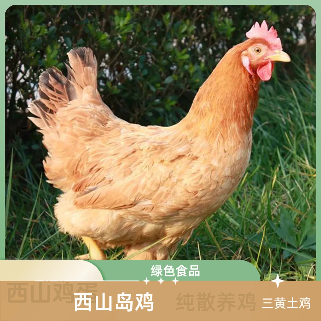 【2只下蛋黄油老母鸡】西山岛纯散养散放纯粮喂养