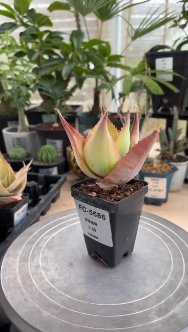 伊玛洛特FC-5586