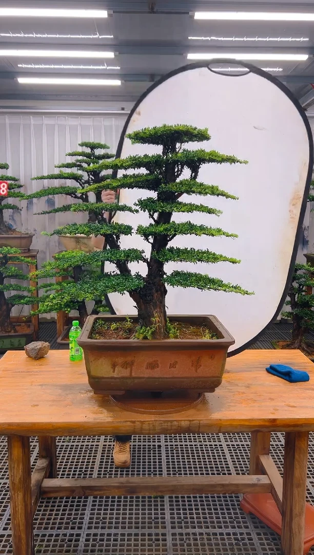 无花朵古*佛精品盆景直播间一物一拍