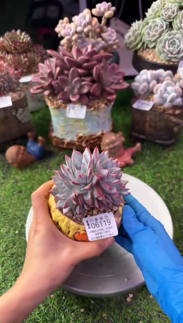 昆明印象多肉06119