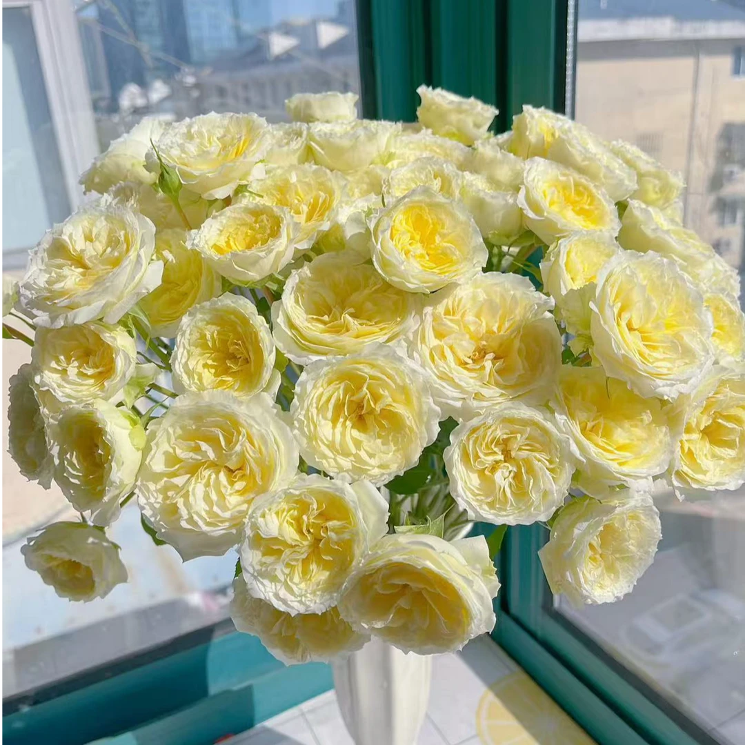 【暖暖】多头泡泡玫瑰 室内水养鲜切花 云南昆明基地直发