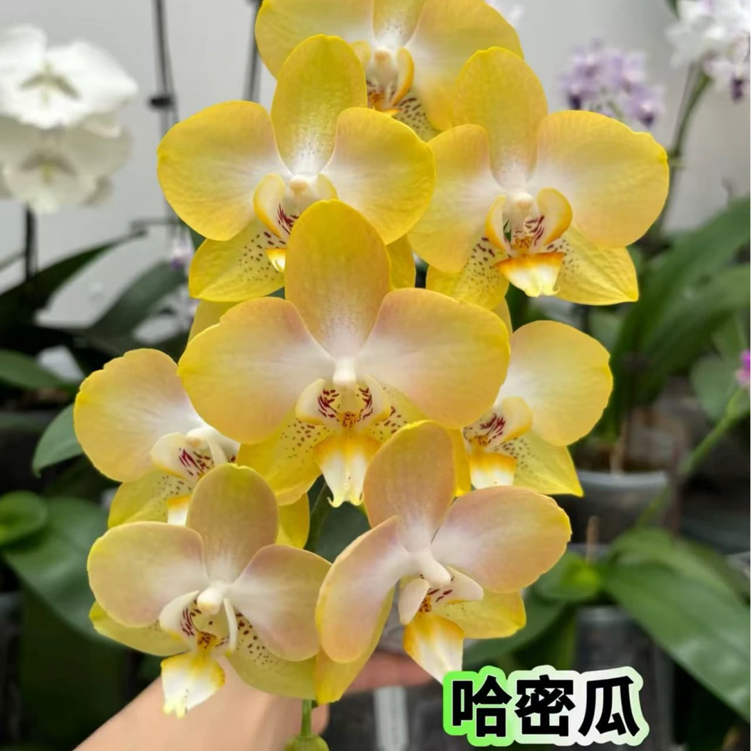 【哈密瓜】精品蝴蝶兰花室内阳台办公室高端花卉绿植盆栽年宵花