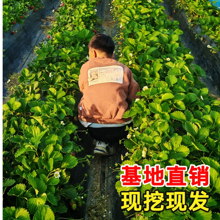 现挖四季草莓苗适合南北方庭院花园种植种植快乐收获幸福青松绿植