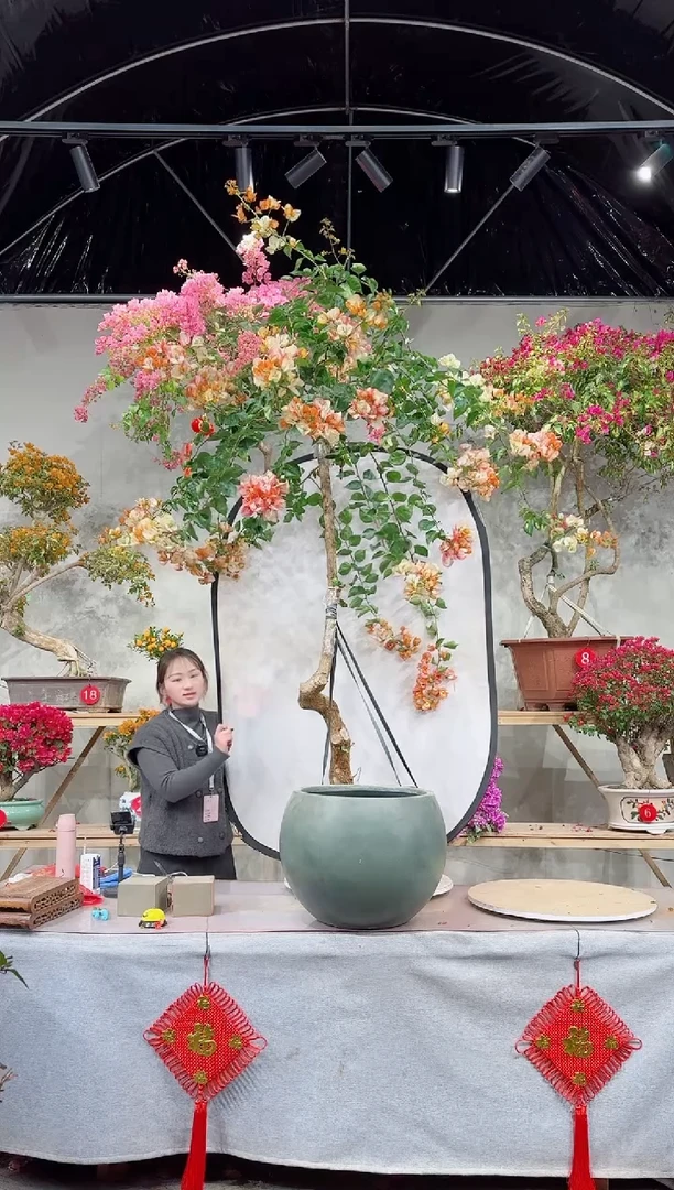 【闪购商品】盆景三角梅