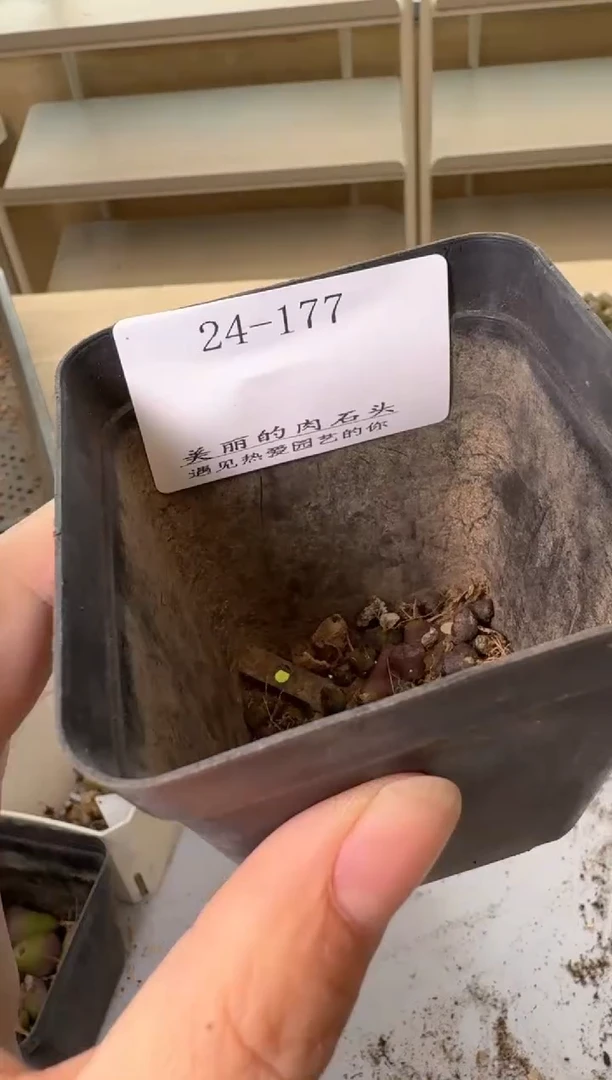 24-177多肉植物肉锥
