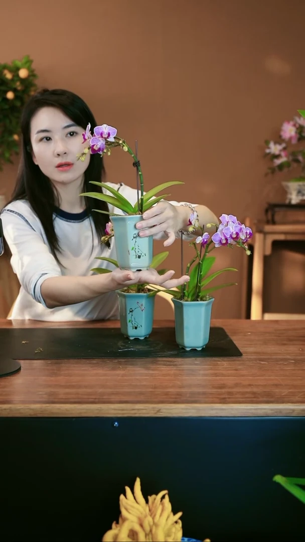 【闪购商品】盆景小仙女 绿