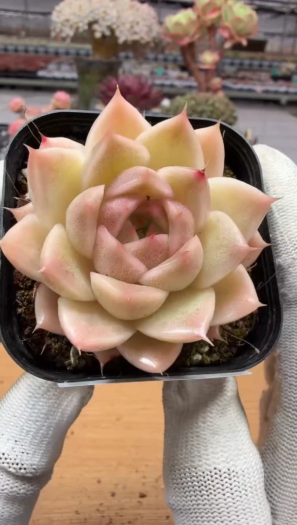 东云多肉园二店-130