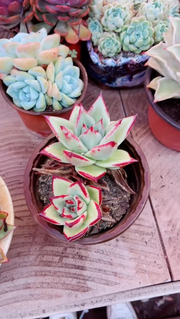 06036多肉植物一物一拍