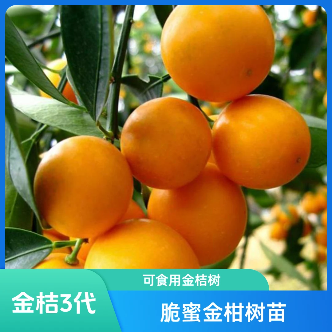 脆蜜金柑3代树盆栽树苗可食用金桔树苗四季客厅阳台