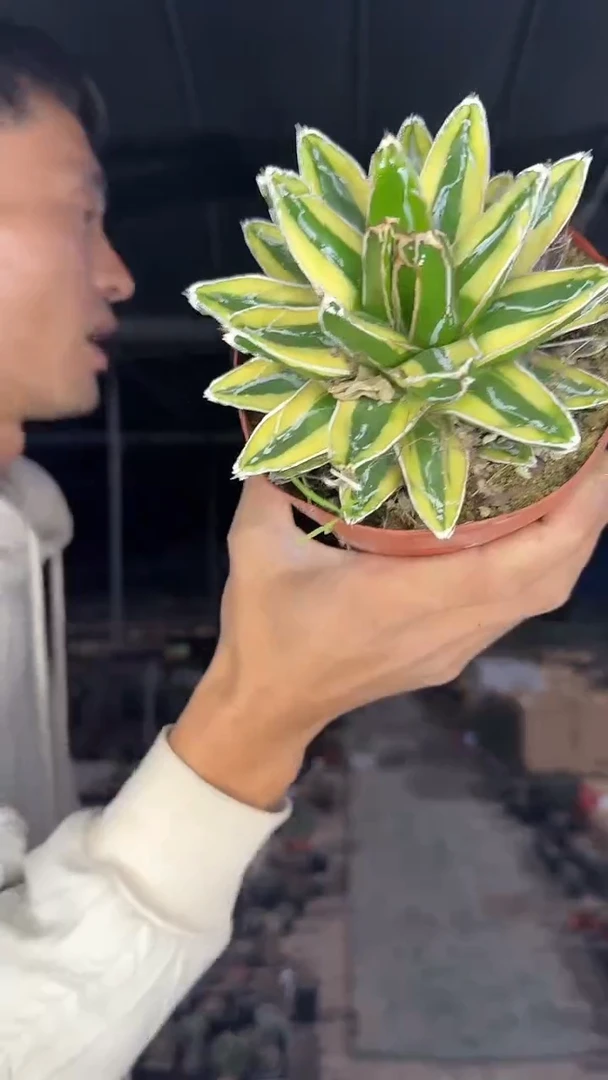辉山35.99