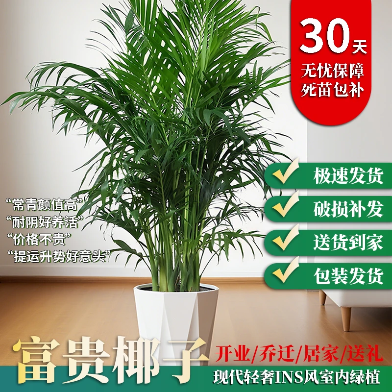 大号富贵椰子散尾葵绿植室内客厅卧室办公室绿植前台