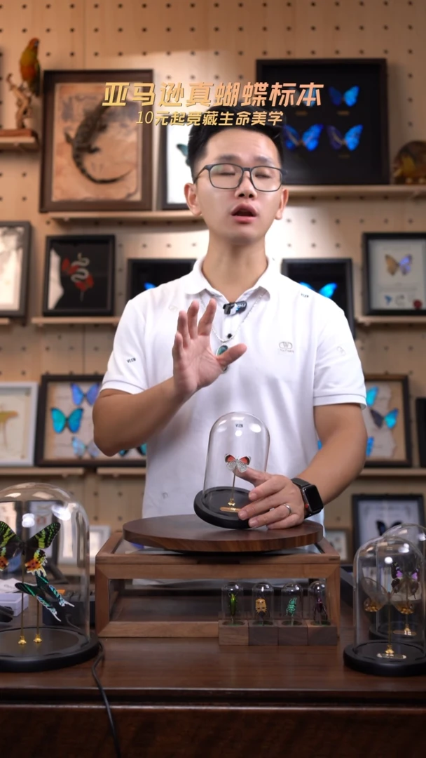 88多涡蛱蝶玻璃罩款