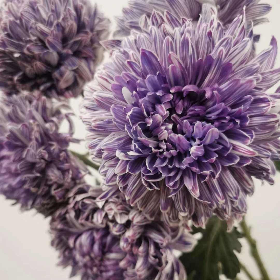 牡丹菊：葡萄紫1扎