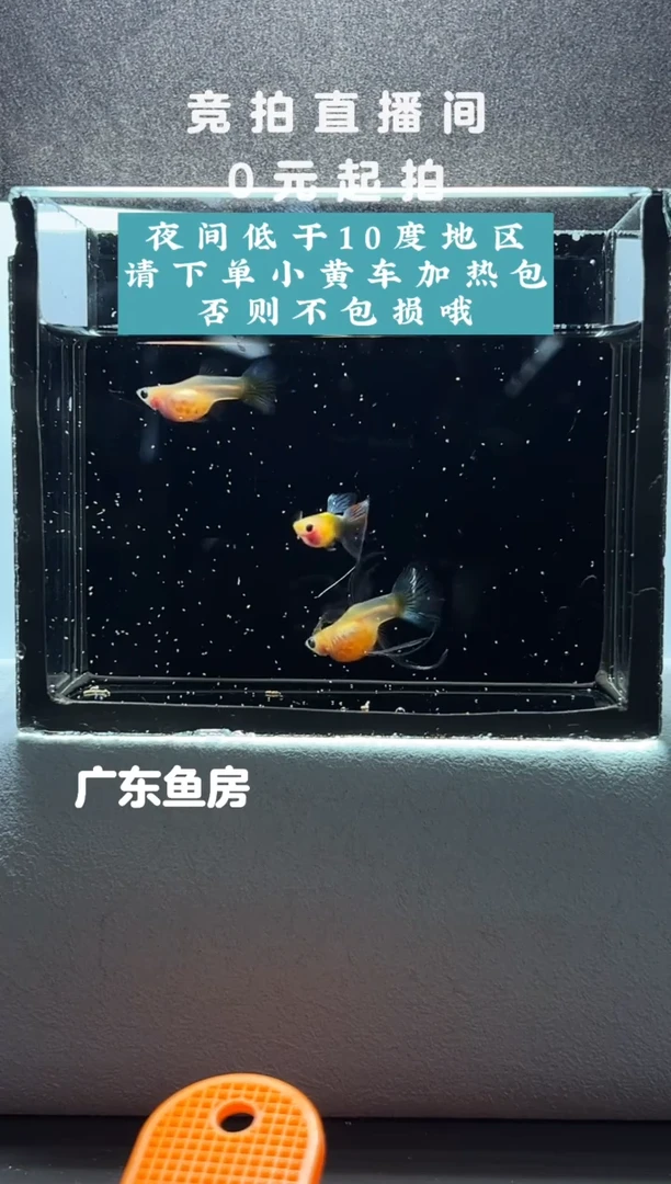 孔雀鱼黄肉蓝礼服玻璃猫三只编号40