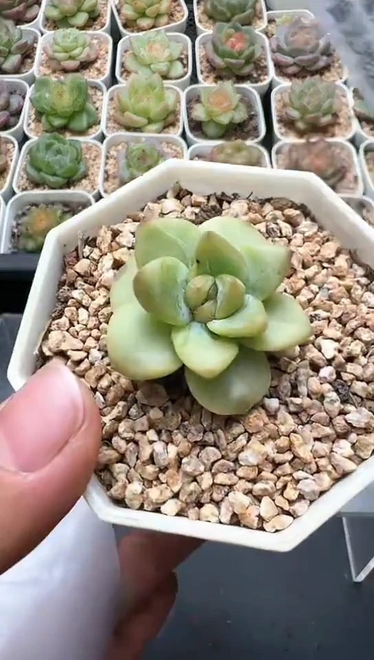 150F云禹多肉植物 默认脱土纸巾打包 3颗包邮