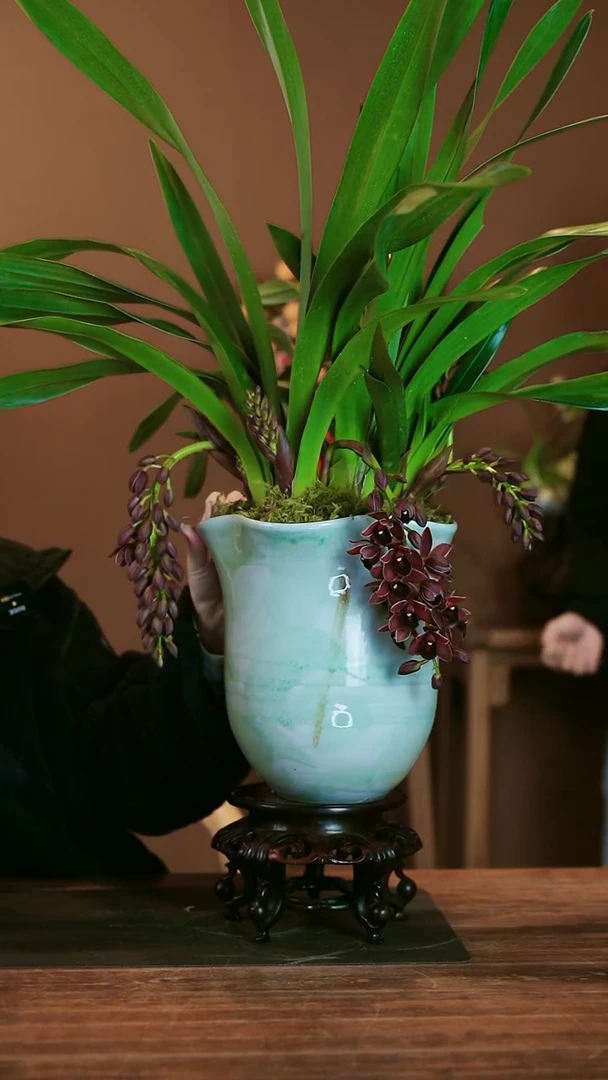 【闪购商品】盆景世界宝石