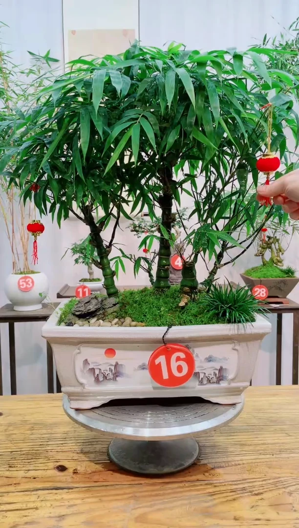 【闪购商品】竹子盆景竹子盆景