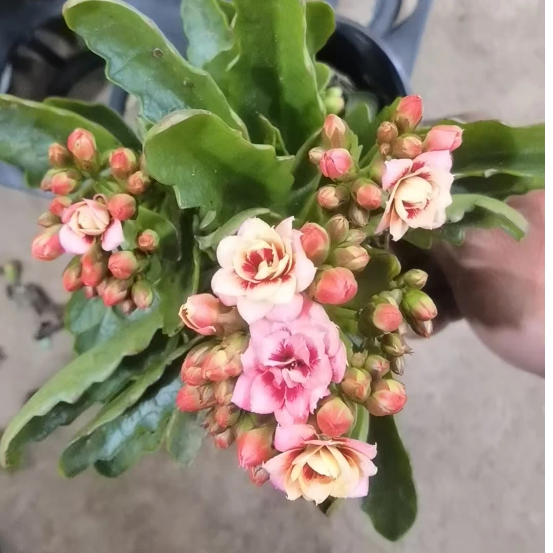 长寿花～【黛妮】（老叶有斑点）（拍1棵送1棵小苗）
