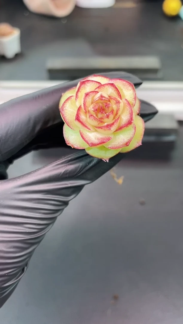 闪购1124  贞德女王多肉一颗  3.5厘米