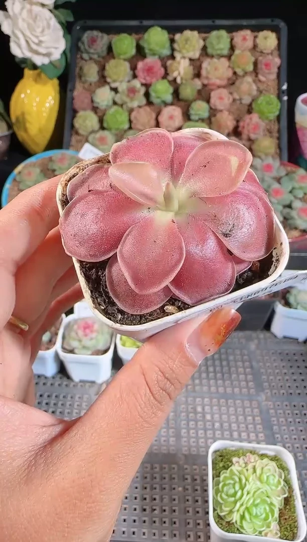 1111-566赛题（群生不包整）