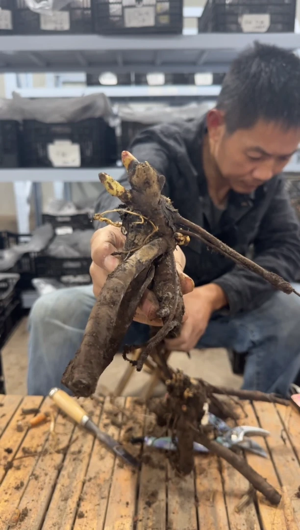 夹*酱29.9  夹心酱   树莓圣代