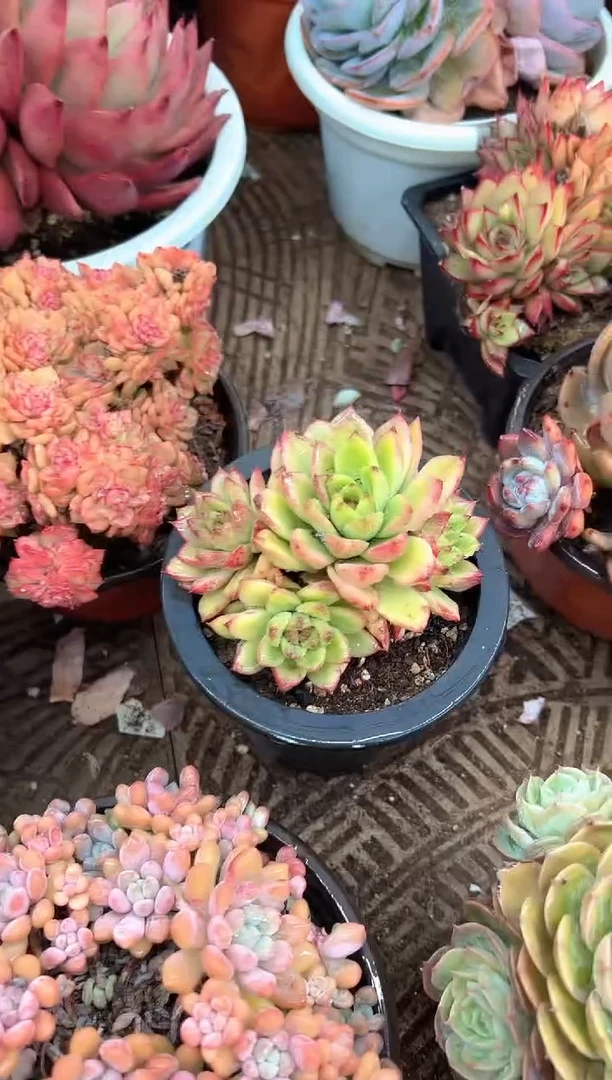 依*多肉植物一物一拍17322