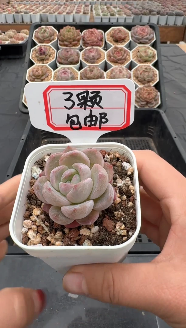 【闪购商品】652号 珍妮杂交多肉 花卉植物