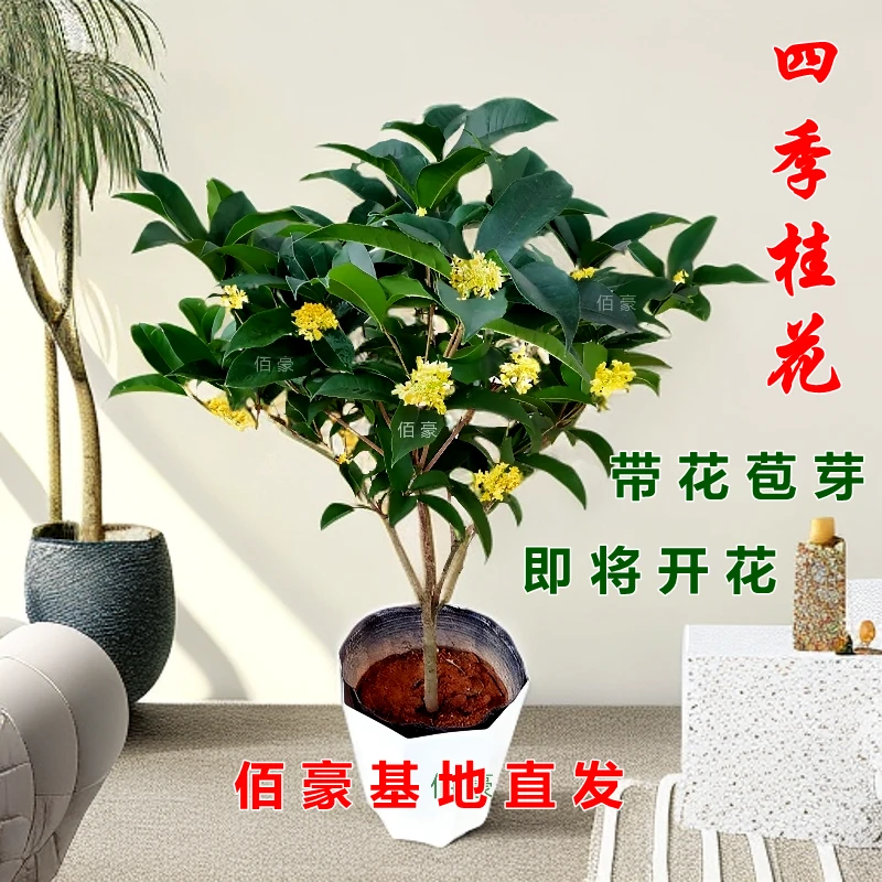 福建四季桂花盆栽室内外皆可种植浓香型好养花卉绿植阳台庭院精选