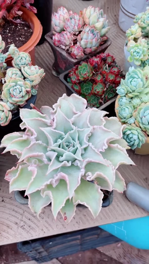 10173多肉植物一物一拍