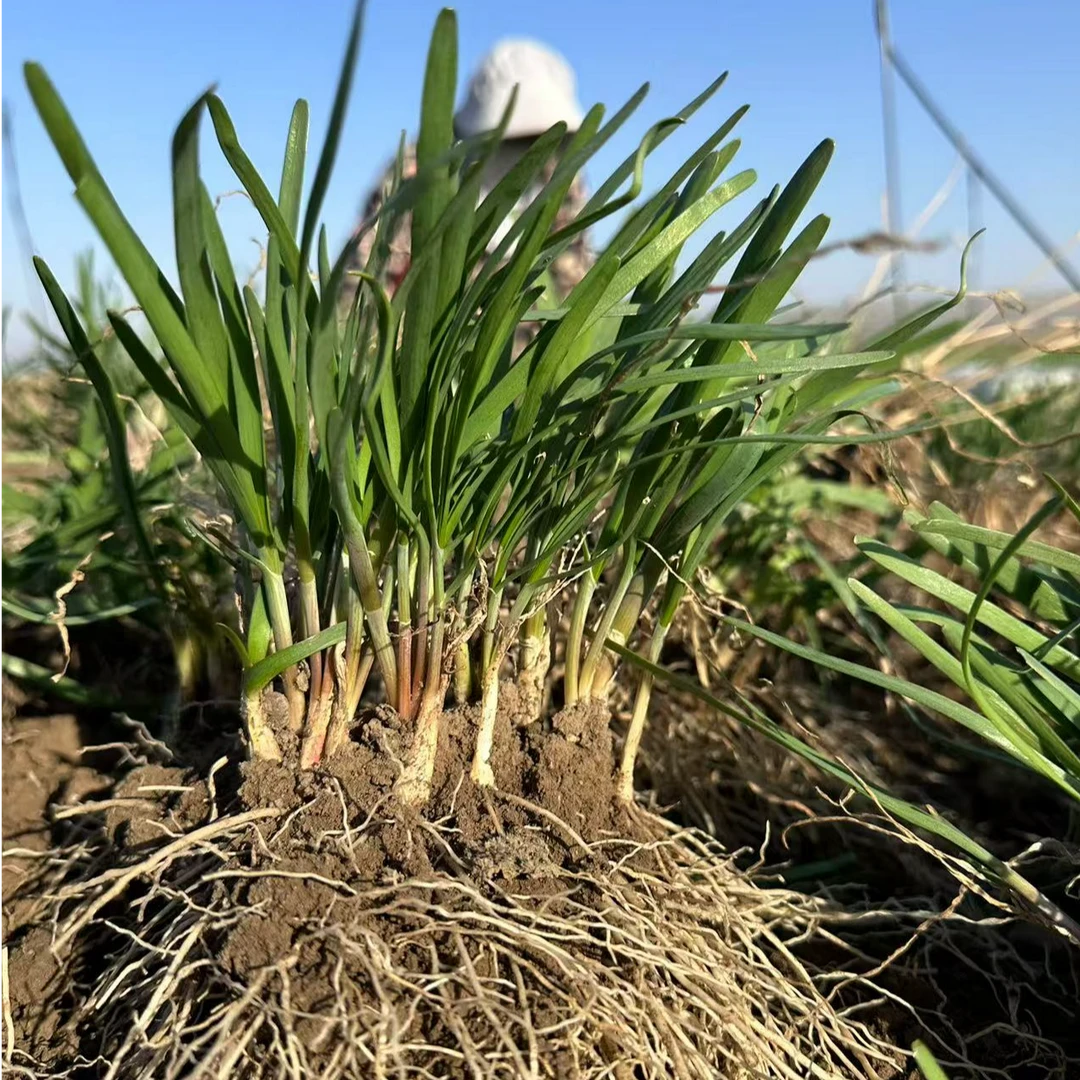山东寿光种苗基地现挖现发头茬韭菜根苗