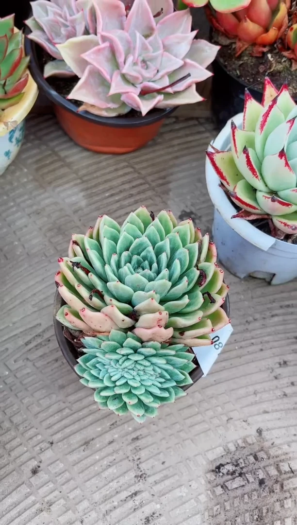 ^****^08118多肉植物一物一拍
