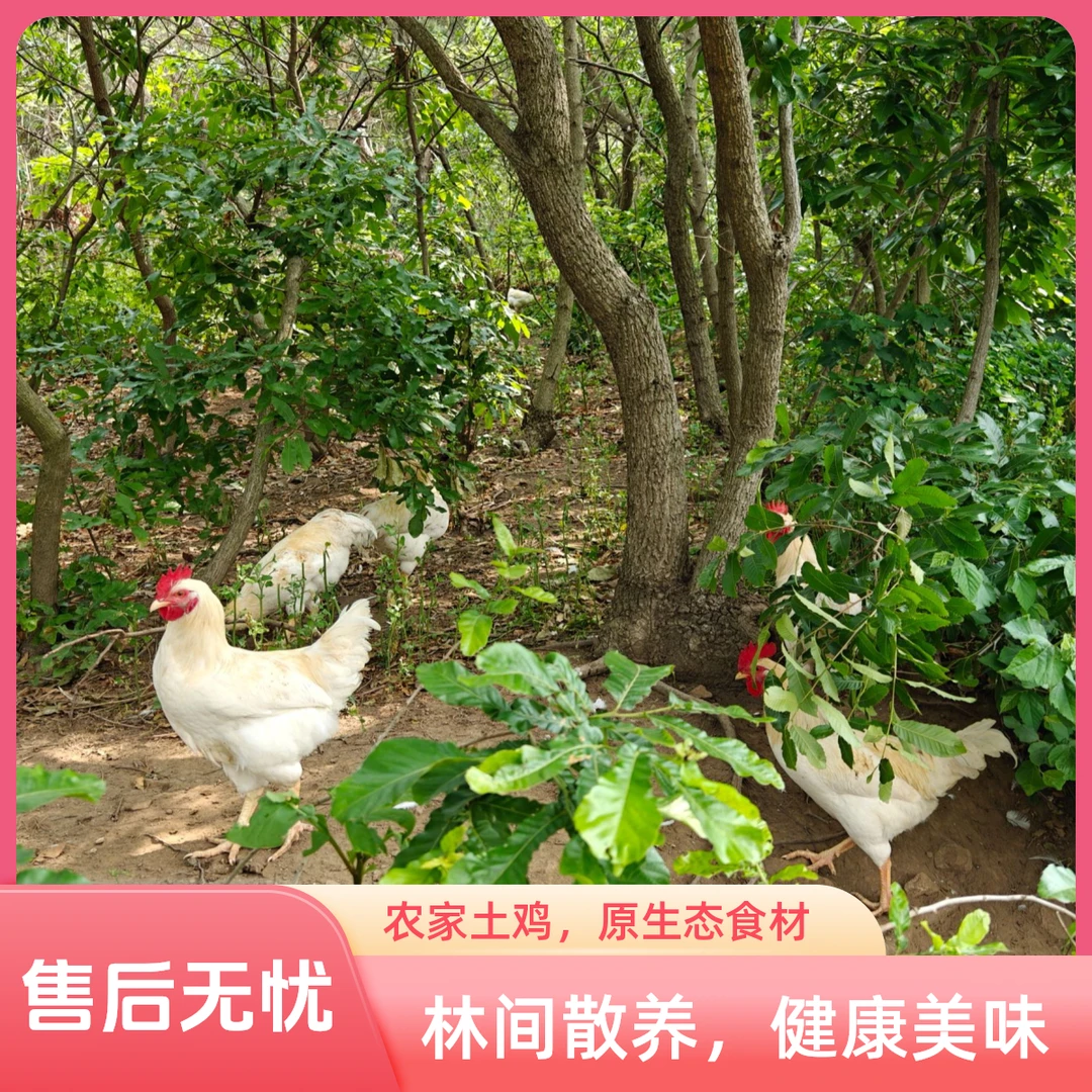 跑山白公鸡，净重4斤，推荐炖肉烧烤食材鸡肉同城配