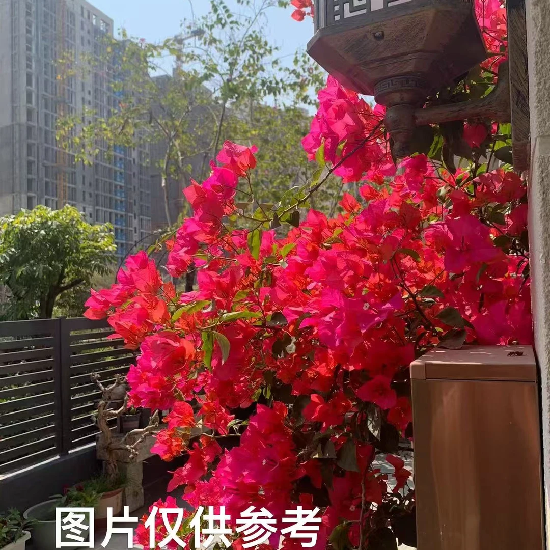 【同安红】【包售后一个月】【包对版】三角梅四季开花爬藤飘枝好养护