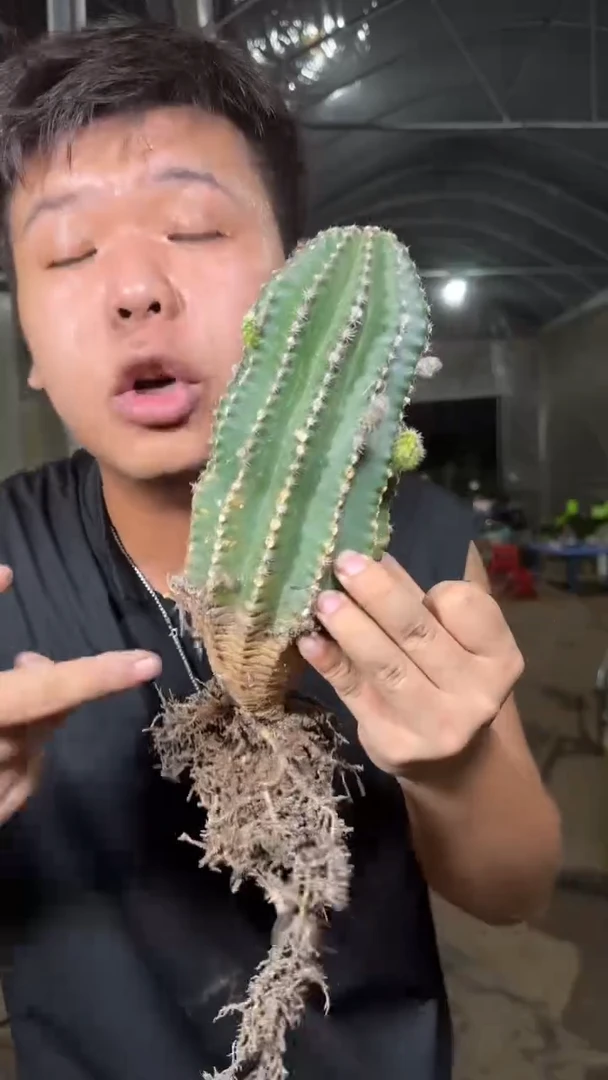 实生根 大黑金刚 高10-15cm