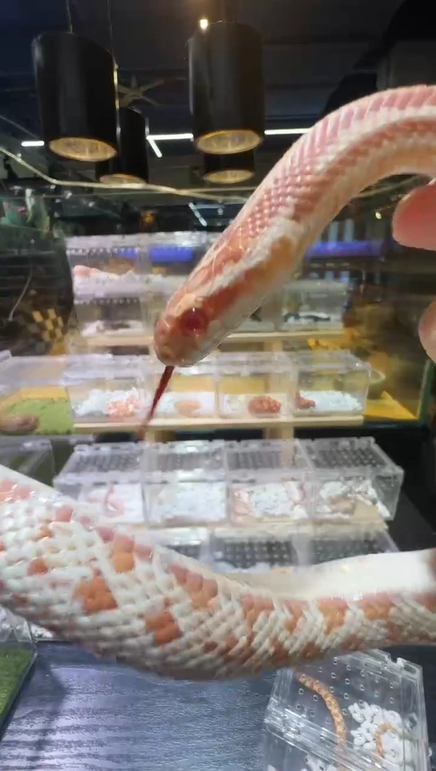 豹纹守宫糖果显直压成2288