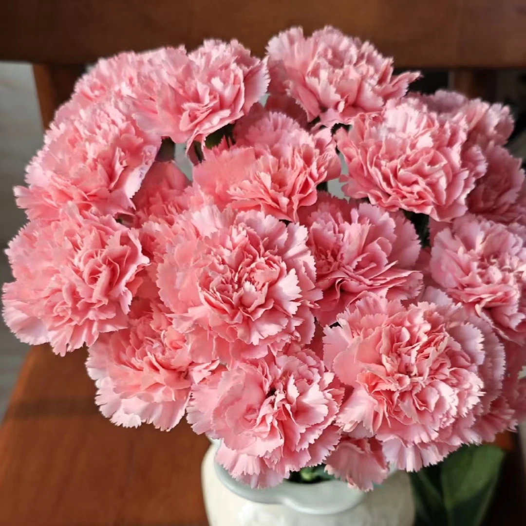 康乃馨鲜切花【2单顺丰或京东】云南基地直发室内水养插花花期长