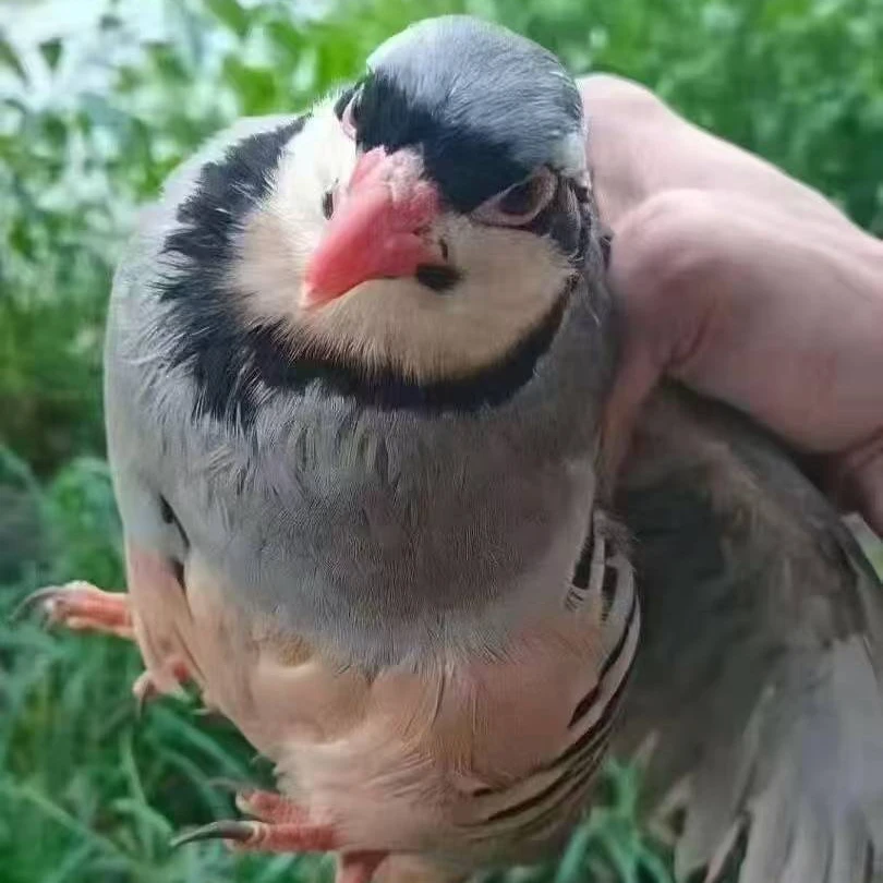 散养鸪鸪 买一只送一只 顺丰冷链 现宰现杀 农家煲汤美味