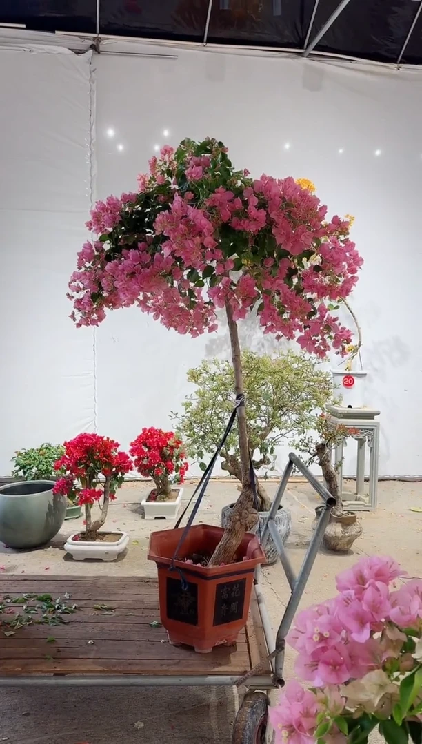 【闪购商品】盆景丽人