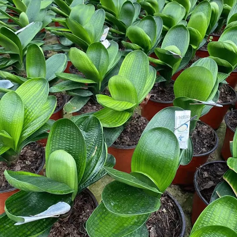 豪兰战霸苗  下单不支持退货