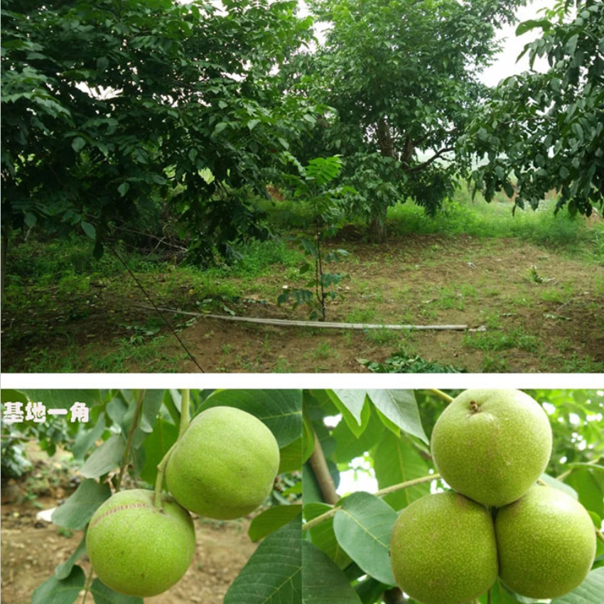 四座楼蛤蟆头元宝等精选定制青皮核桃