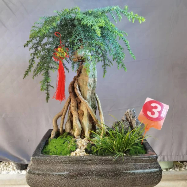 澳洲杉盆景室内绿植老桩造型植物客厅办公室盆栽好养